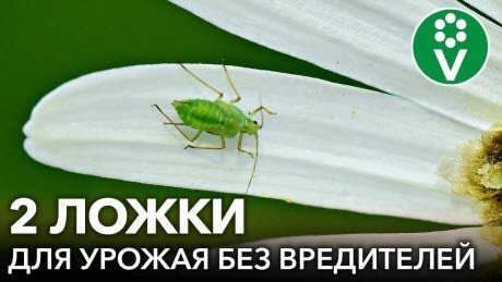 УНИКАЛЬНЫЙ ХИЩНЫЙ ГРИБ: ВРЕДИТЕЛИ ИСЧЕЗНУТ, А ПЛОДЫ МОЖНО СОБИРАТЬ УЖЕ ЧЕРЕЗ ПОЛЧАСА! 