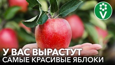 КАК ВЫРАСТИТЬ КРУПНЫЕ И КРАСИВЫЕ ЯБЛОКИ? Простая хитрость, о которой многие не догадываются