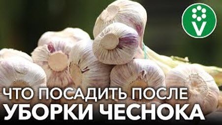 СРАЗУ ПОСЛЕ УБОРКИ ЧЕСНОКА ПОСАДИТЕ ЭТИ РАСТЕНИЯ