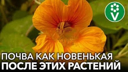 НЕ ТОЛЬКО ГОРЧИЦА! Вот еще 7 растений, после которых почва как новенькая, без болезней и вредителей!