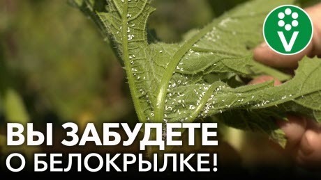 БЕЛОКРЫЛКА УЙДЕТ С УЧАСТКА БЕЗ ИСПОЛЬЗОВАНИЯ ХИМИИ! Сделайте ловушку для белокрылки своими руками