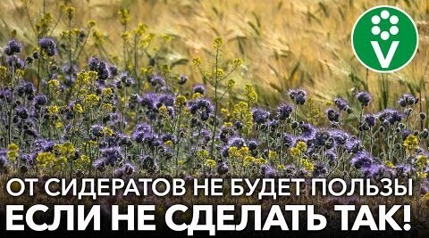 ОБЯЗАТЕЛЬНО СДЕЛАЙТЕ ЭТО ПЕРЕД ЗАДЕЛКОЙ СИДЕРАТОВ! Ошибки, которые сводят на нет пользу сидератов