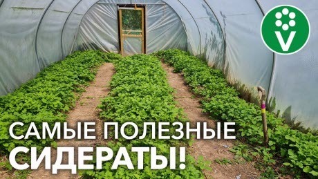 С ЭТИМИ СИДЕРАТАМИ ПОЧВА В ТЕПЛИЦЕ ВНОВЬ ЗДОРОВАЯ И ПЛОДОРОДНАЯ! Лучшие сидераты после сбора урожая