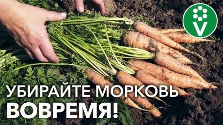 КАК ПОНЯТЬ, ЧТО МОРКОВЬ ПОРА ВЫКАПЫВАТЬ? Признаки зрелости корнеплодов: на что обращать внимание