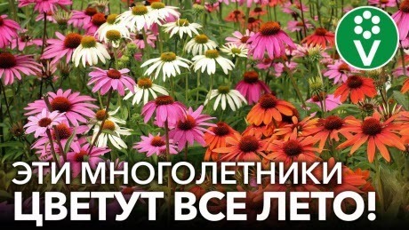 10 ПОТРЯСАЮЩИХ МНОГОЛЕТНИКОВ, КОТОРЫЕ ЦВЕТУТ ВСЕ ЛЕТО И КУСОЧЕК ОСЕНИ