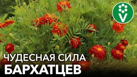 НЕ ВЫБРАСЫВАЙТЕ БАРХАТЦЫ ОСЕНЬЮ! Они повысят плодородие почвы, отпугнут кротов + рецепт чая от ОРВИ