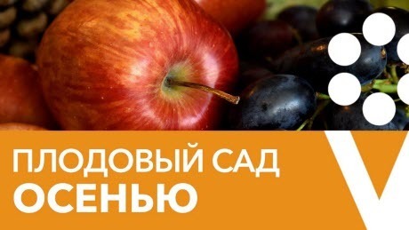 ПЯТЬ ВАЖНЫХ РАБОТ В ПЛОДОВОМ САДУ ОСЕНЬЮ