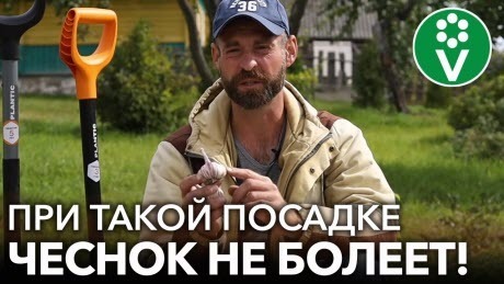 САЖАЕМ ОЗИМЫЙ ЧЕСНОК ПРАВИЛЬНО! Самая полная инструкция по посадке чеснока осенью