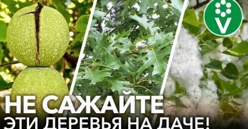 ПЯТЬ ДЕРЕВЬЕВ НА НЕБОЛЬШОМ ДАЧНОМ УЧАСТКЕ, от которых лучше избавиться и не высаживать