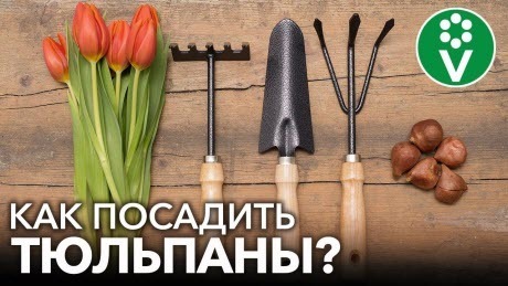 ПРАВИЛЬНАЯ ПОСАДКА ТЮЛЬПАНОВ. Какие тюльпаны сажает биолог, в чем обработать луковицы, сроки посадки