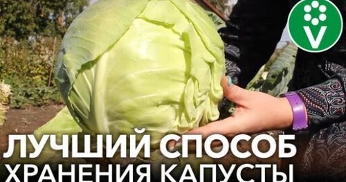 ВОТ ТАК КАПУСТА СОХРАНИТСЯ ДО ВЕСНЫ! Важные нюансы при сборе и хранении капусты