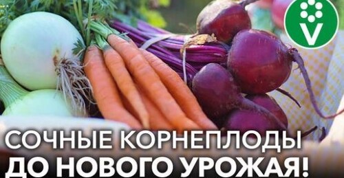 КАК ХРАНИТЬ МОРКОВЬ И СВЁКЛУ ЗИМОЙ? Сочные корнеплоды будто только с грядки до нового урожая!