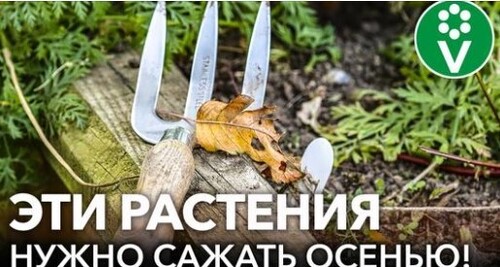 КАКИЕ ЦВЕТЫ ЛУЧШЕ ПОСАДИТЬ ПОД ЗИМУ? Золотые правила посадки и посева растений осенью