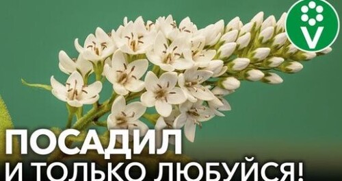 8 КРАСИВЫХ ЦВЕТОВ, КОТОРЫЕ НЕВОЗМОЖНО УБИТЬ! Неприхотливые многолетние растения для начинающих