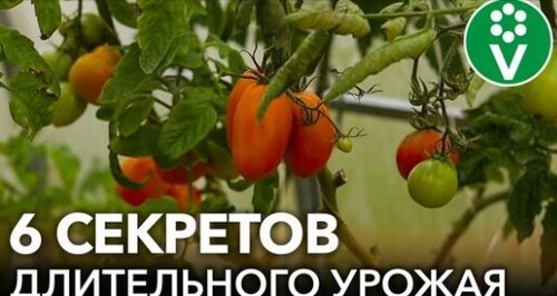 ШЕСТЬ СЕКРЕТОВ ПЛОДОНОШЕНИЯ ТОМАТОВ ДО НОЯБРЯ