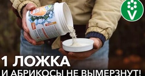 КАК ВЫРАСТИТЬ АБРИКОСЫ ДАЖЕ В СУРОВОМ КЛИМАТЕ? Опытный садовод поделился личным опытом