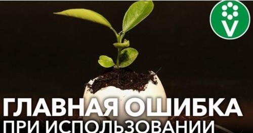 ЯИЧНАЯ СКОРЛУПА В ОГОРОДЕ: ПОЛЬЗА, ВРЕД ИЛИ БРЕД? - где правда, а где ложь