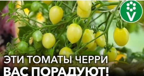 ТРИ ТОМАТА ЧЕРРИ: вкусные, урожайные, устойчивые к болезням