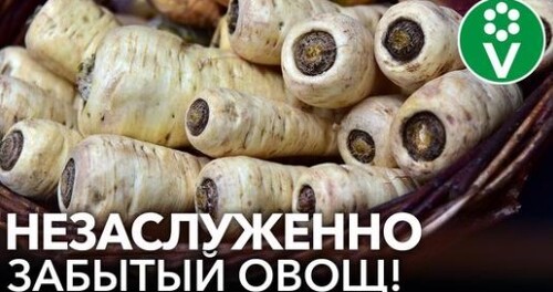 НЕ ЗАБУДЬТЕ ПОСЕЯТЬ ПАСТЕРНАК! Как вырастить, полезные свойства и рецепты из пастернака