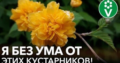 САМЫЕ КРАСИВЫЕ И НЕПРИХОТЛИВЫЕ КУСТАРНИКИ, которые преобразят ваш сад до неузнаваемости