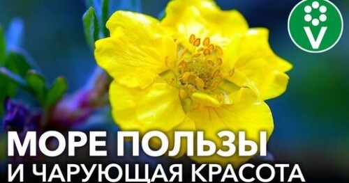 ЦВЕТЕТ ВСЕ ЛЕТО, НЕПРИХОТЛИВЫЙ, ЛЕЧЕБНЫЙ - УДИВИТЕЛЬНЫЙ КУРИЛЬСКИЙ ЧАЙ