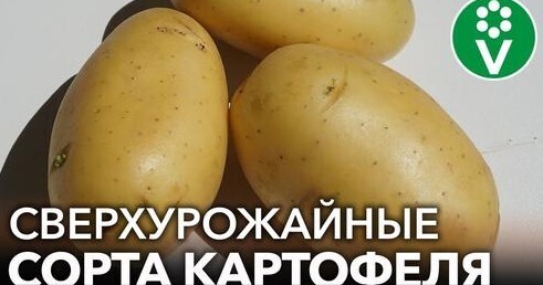 ТРИ СОРТА КАРТОФЕЛЯ, КОТОРЫЕ ПОРАЗИЛИ МЕНЯ В 2022 ГОДУ - СУПЕРУРОЖАЙНЫЕ И ВКУСНЫЕ!