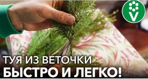 Как вырастить ТУЮ ИЗ ВЕТОЧКИ? Самый простой и эффективный способ черенкования туи зимой