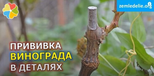 Один куст ⇉ 2-3 сорта  | Как привить, чтоб прижилось | Советы опытного виноградаря