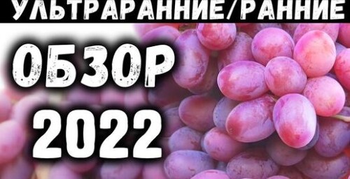 Обзор ультраранних и ранних сортов винограда