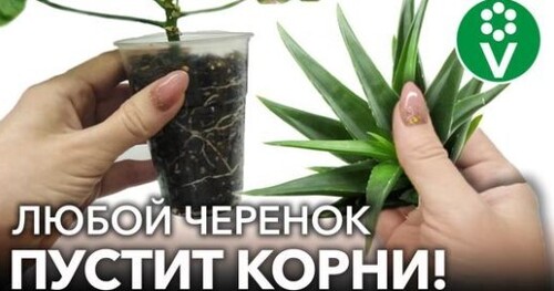 САМЫЕ МОЩНЫЕ ПРИРОДНЫЕ СТИМУЛЯТОРЫ КОРНЕОБРАЗОВАНИЯ! Любые черенки мигом пускают корни!