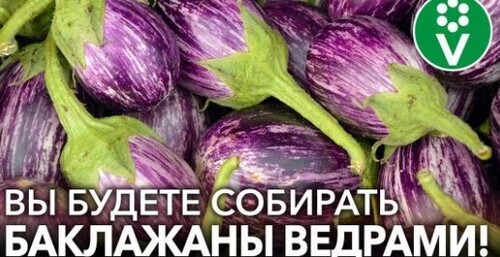 СЕЕМ БАКЛАЖАНЫ НА РАССАДУ! Точные сроки посева, подготовка грунта, обработка семян и другие нюансы