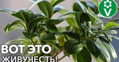 ТОП-6 НЕУБИВАЕМЫХ КОМНАТНЫХ РАСТЕНИЙ! Посадил и забыл! Минимум ухода, максимум красоты