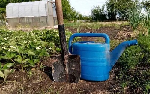 Какие растения нужно посадить на даче, чтобы забыть про слизней и улиток