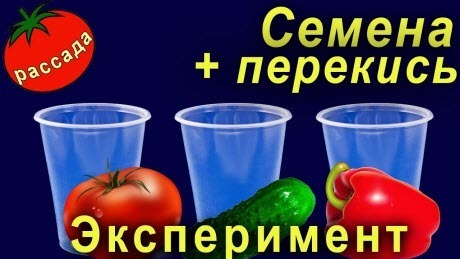 Можно ли обеззараживать семена перекисью водорода