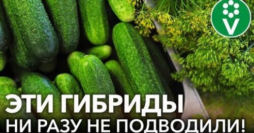 СЕМЬ ГИБРИДОВ ОГУРЦОВ, КОТОРЫЕ ВСЕГДА ПОЛУЧАЮТСЯ ОТЛИЧНО! Самые вкусные и урожайные сорта огурцов