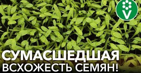 ДАЖЕ САМЫЕ СТАРЫЕ СЕМЕНА ПОСЛЕ ЭТОГО БЫСТРО ПРОРАСТАЮТ, а рассада растет здоровая и урожайная!