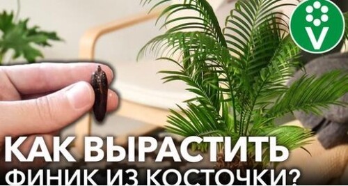 Вырастить ФИНИКОВУЮ ПАЛЬМУ из косточки ЛЕГКО!