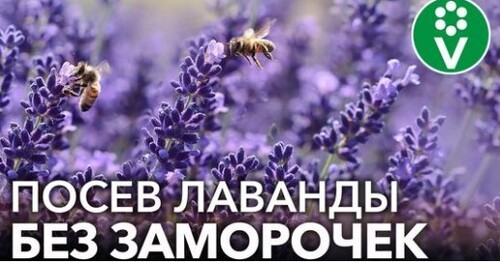 ЛАВАНДА ВСХОДИТ ЩЕТКОЙ! Самая полная инструкция по выращиванию лаванды из семян