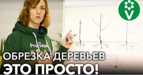 КАК ОБРЕЗАТЬ МОЛОДЫЕ ДЕРЕВЬЯ В САДУ? Самое простое и понятное видео об обрезке для начинающих