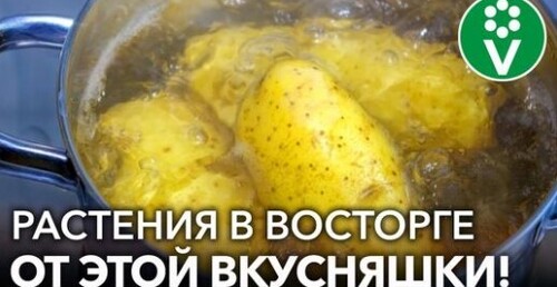 ВМЕСТО ДОРОГИХ УДОБРЕНИЙ готовлю натуральную подкормку для всех растений абсолютно бесплатно!