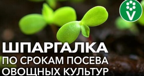 РАССАДА НЕ ПЕРЕРАСТЕТ - ПОСЕЙТЕ В ЭТИ СРОКИ! Узнайте точную дату посева томатов, перцев, баклажанов