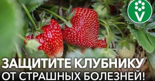 САМЫЕ ОПАСНЫЕ БОЛЕЗНИ КЛУБНИКИ. Диагностика, профилактика и лечение клубники