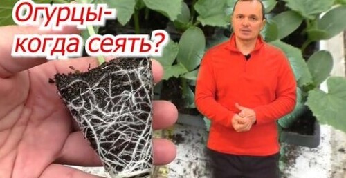 Когда посеять огурцы на рассаду- два точных срока посева семян