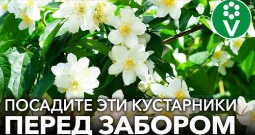 ЧТО ПОСАДИТЬ ПЕРЕД УЧАСТКОМ? Красивые и недорогие кустарники, которые быстро преобразят ваш сад