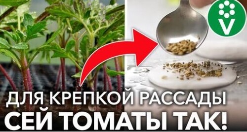 СЕЕМ ТОМАТЫ ПРАВИЛЬНО И ПОЛУЧАЕМ КРЕПКУЮ И КОРЕНАСТУЮ РАССАДУ! Когда и как посеять томаты на рассаду