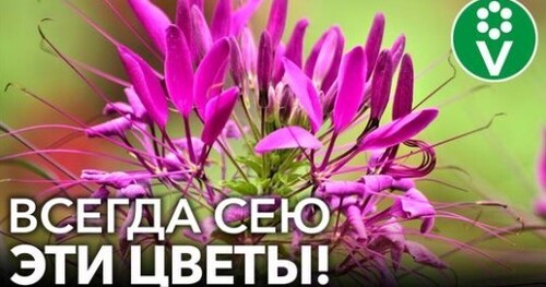 ЛУЧШИЕ ОДНОЛЕТНИЕ ЦВЕТЫ, которые цветут все лето и не требуют особого ухода. Выбор биолога