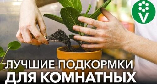 ВНЕСИТЕ ПОД ЛЮБОЙ КОМНАТНЫЙ ЦВЕТОК, и он оживет, позеленеет и зацветет! Любимые подкормки растений