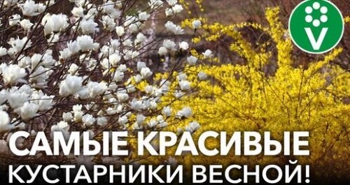 ЭТИ КУСТАРНИКИ ПРЕОБРАЗЯТ СВОИМ ЦВЕТЕНИЕМ САД ВЕСНОЙ! Самые красивые весеннецветущие кустарники