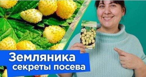 ЗЕМЛЯНИКА ИЗ СЕМЯН: ОТ ПОСЕВА ДО СБОРА УРОЖАЯ! Как получить урожай земляники уже в год посева?