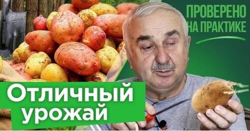 1 НАДРЕЗ И КУЧА РОСТКОВ! Использую старинный китайский прием при подготовке картофеля к проращиванию